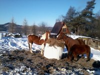 Ale zarlo  Ale żarło