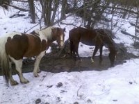 Przy wodopoju  Przy wodopoju