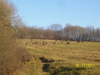 Rykowisko na Sannej  Rykowisko na Sannej