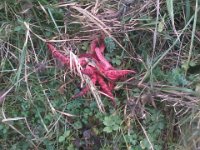 Okratek dorosly  Okratek dorosły