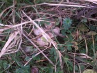 Okratek mlodziutki  Okratek młodziutki