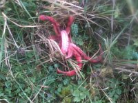 Okratek prawie dorosly  Okratek prawie dorosły