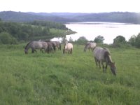 Koniki na Poziomkowej  Koniki na Poziomkowej