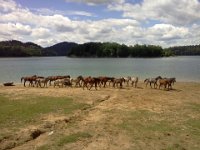 konie nad woda  konie nad wodą