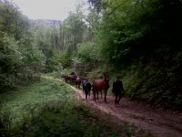 konie Liceum Jezdzieckiego Pszczela Wola