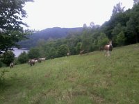 Bohun obserwuje  Bohun obserwuje