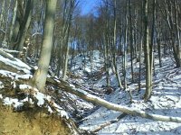 Bukowy las zima  Bukowy las zimą