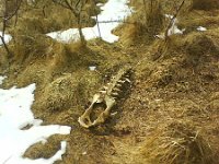 COS zjadlo cos  COŚ zjadło coś