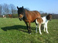 Jest nowy kon  Jest nowy koń