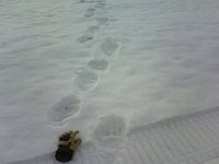 Misiu chyba sie rozgladal  Misiu chyba się rozglądał