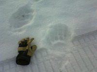 Slady skutera misia i moja rekawica  Ślady skutera, misia i moja rękawica