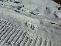 To trop wilka  To trop wilka