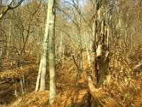 jar potoku w bukach  jar potoku w bukach