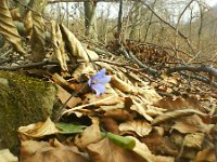 kwiatek samotny  kwiatek samotny