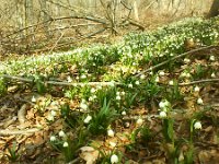 kwiatkow caly tlum  kwiatków cały tłum