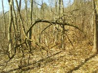 pokrecone drzewo  pokręcone drzewo