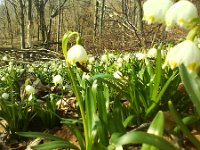 pszczola juz pracuje  pszczoła już pracuje