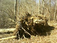 temu puscily korzenie  temu puściły korzenie