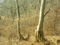 to rosnie na czterech  to rośnie na czterech